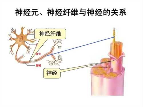 神经科学的定义和特点