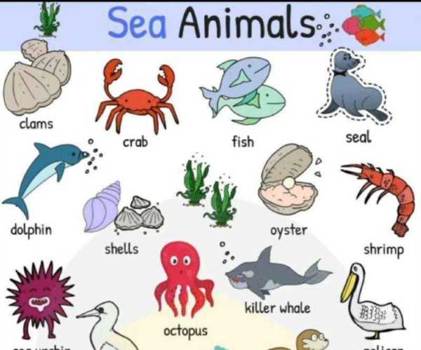 海洋动物英语大全100个