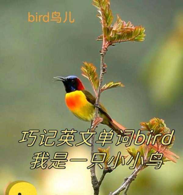 小鸟的英语怎么说读音是什么意思啊