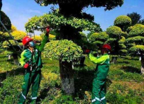 国家认可的绿色职业有哪些特征和要求