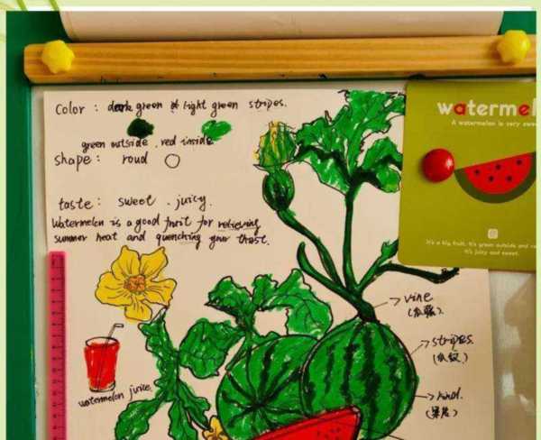 冬瓜英语怎么读watermelon