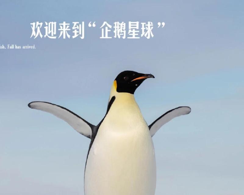 企鹅的英文介绍3~5句