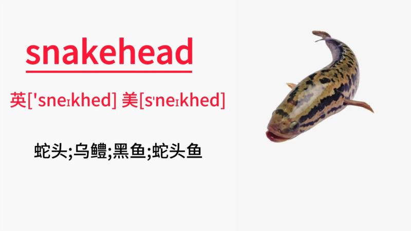 红烧鱼的英文单词怎么说呢