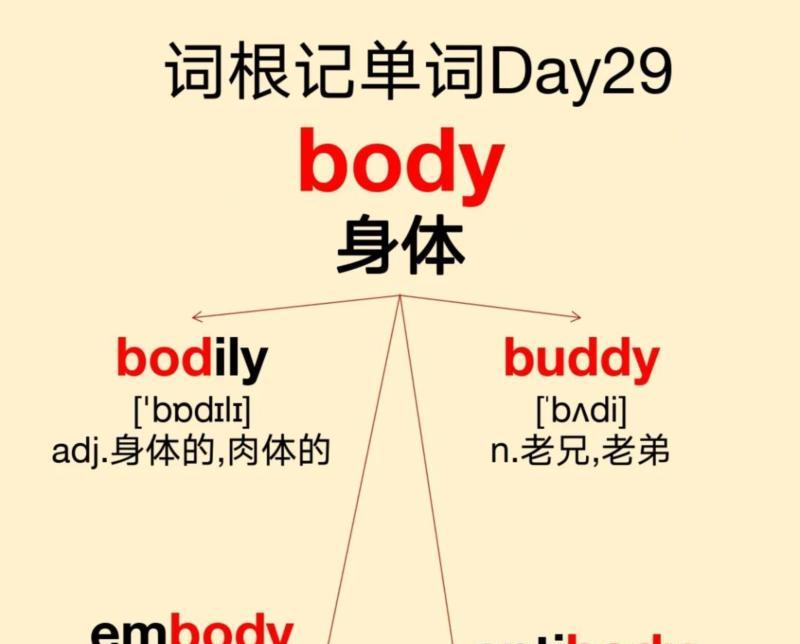 肚子英语怎么说读tummy