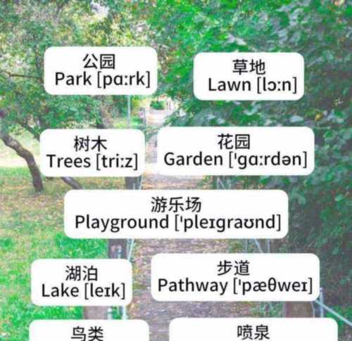 在森林的英文怎么说怎么写