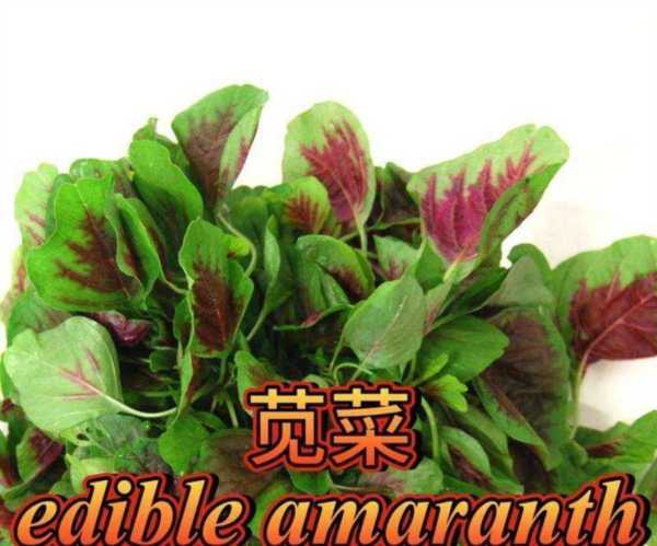 白菜英语怎么读音发音