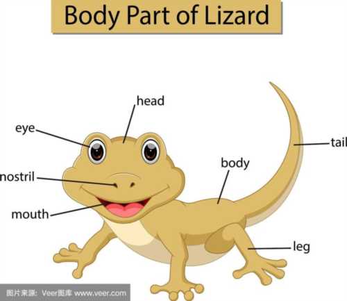 crocodile英语怎么读音发音