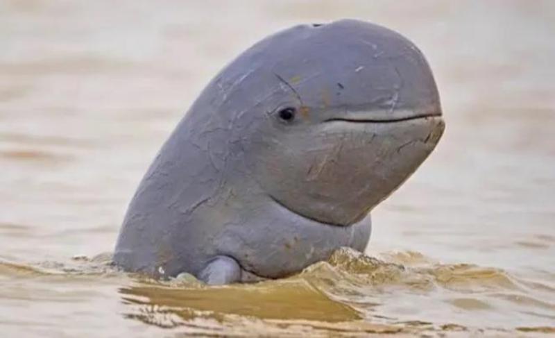 河豚用英语怎么说?