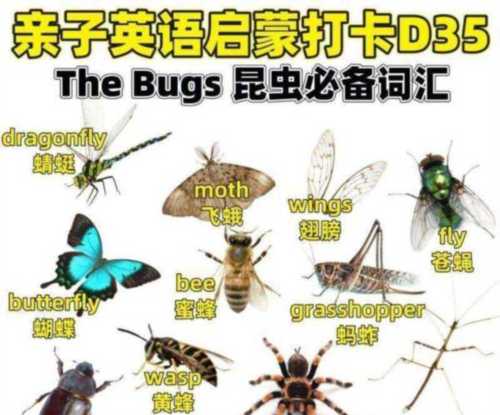虫子的英语是什么意思