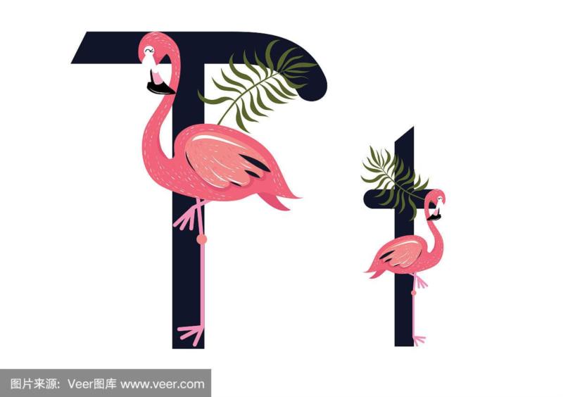 火烈鸟英文发音flamingo