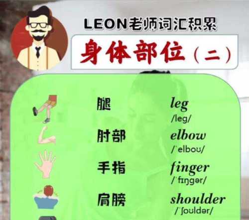 身体用英语怎么说怎么写?