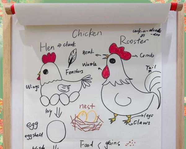 公鸡和母鸡的英文