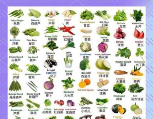 白菜用英文怎么说呢怎么写