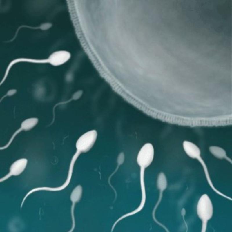 关于精子英文的信息