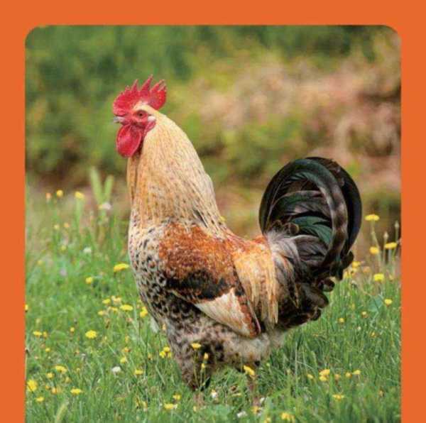 母鸡用英语怎么读语音