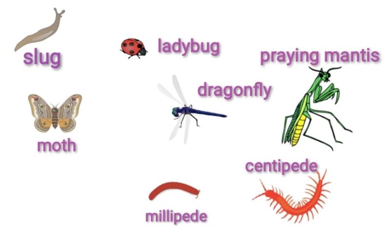 触角英文复数antennae