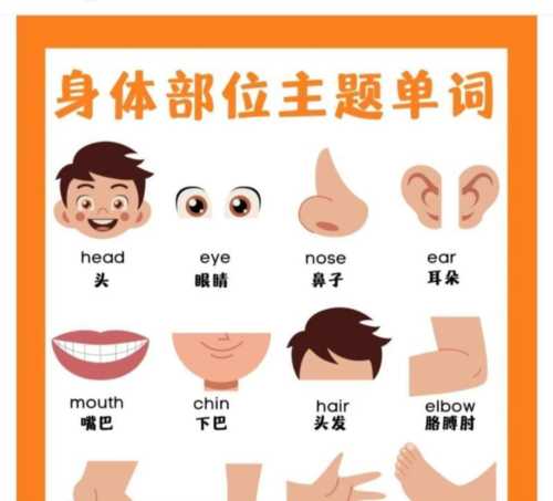 身体的英文怎么说怎么写的单词