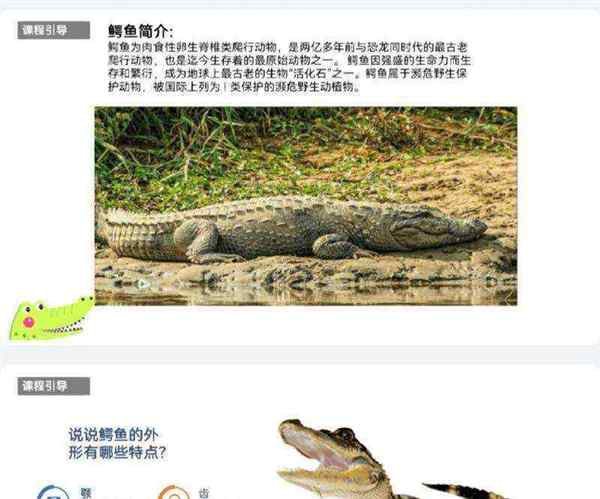 鳄鱼的英文怎么念?