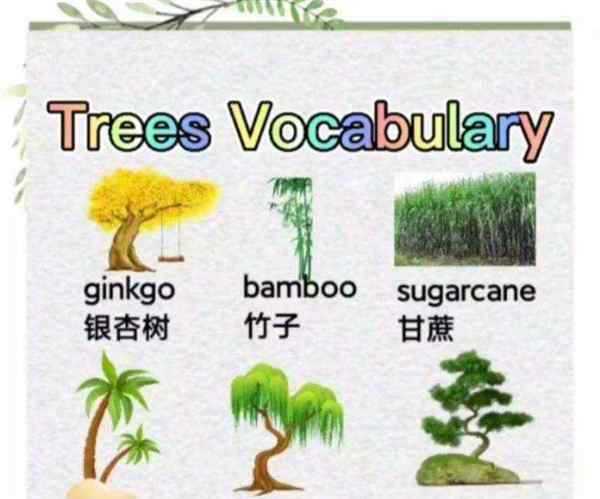 松树英语怎么读squirrel
