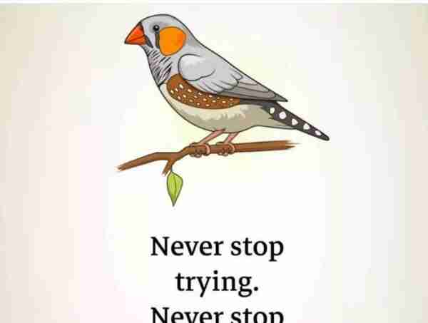 never英语怎么说读音