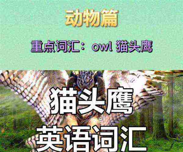 鹰的英文怎么读音