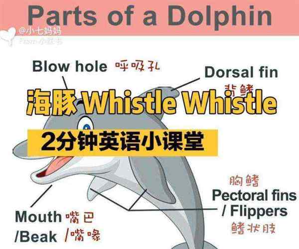 dolphin英语怎么读音发音