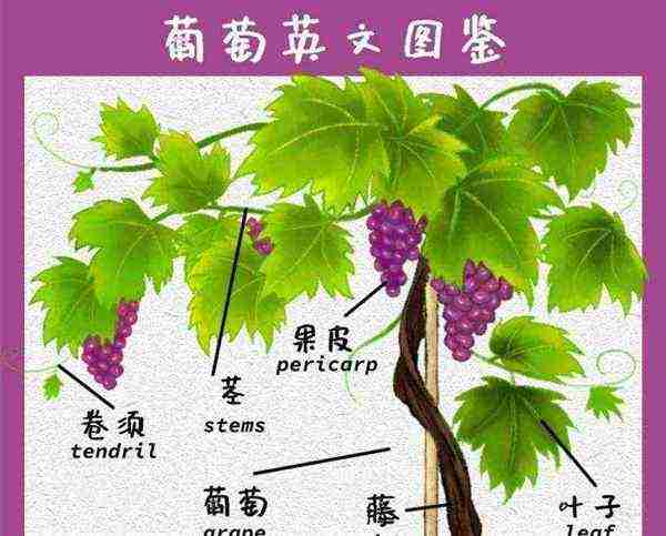 葡萄用英语怎么说怎么读音发音