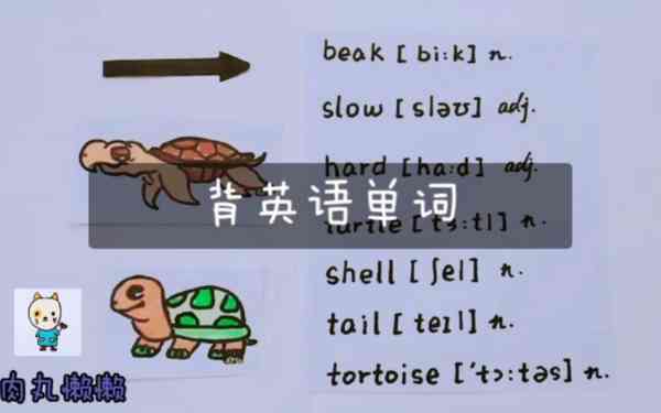 乌龟的英文怎么说怎么读怎么写的