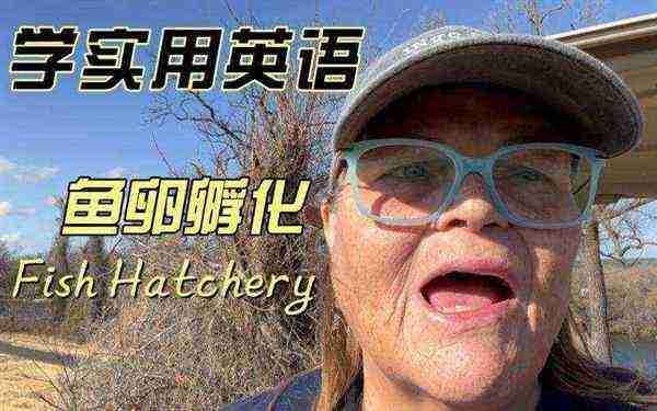 孵化英语怎么读