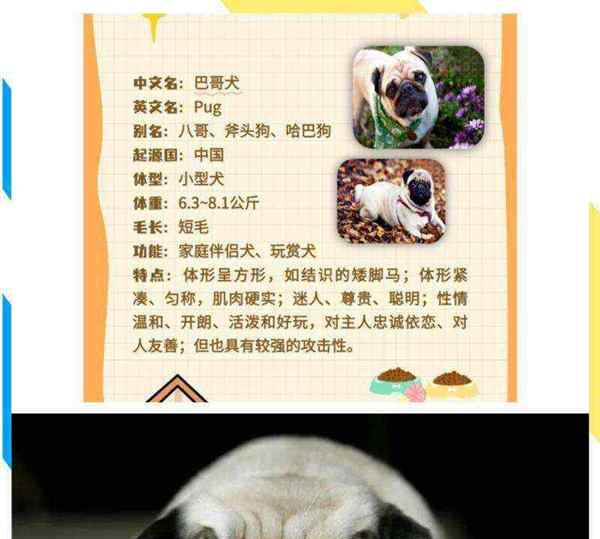 pets中文翻译叫什么的简单介绍