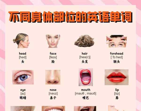 身体各个部位的英语单词怎么读