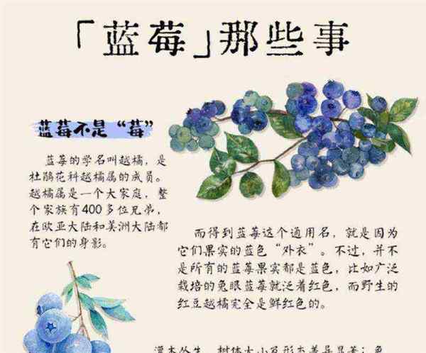 蓝莓的英语怎么写和樱桃,桃子一样