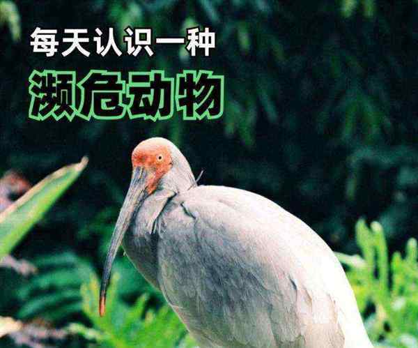 关于朱鹮的英语单词怎么写的信息