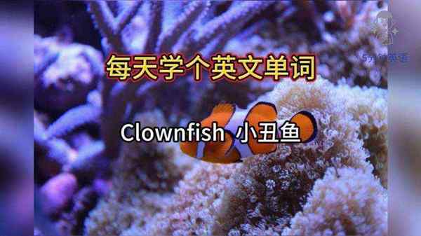 鱼的英文怎么说怎么读怎么写的啊