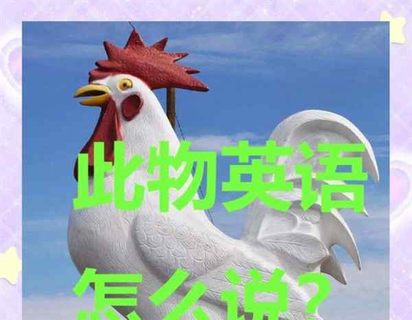 鸡的英语单词怎么写怎么读音发音