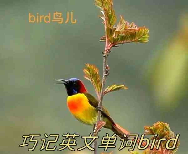 鸟的英文birds怎么读