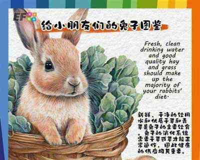 兔子的英文怎么读发音