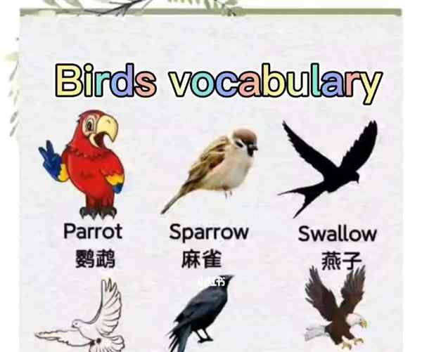 英语鹦鹉的英语单词怎么说