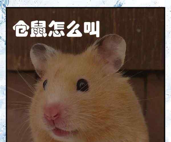 仓鼠英语正确发音