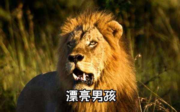 坏男孩英文怎么说