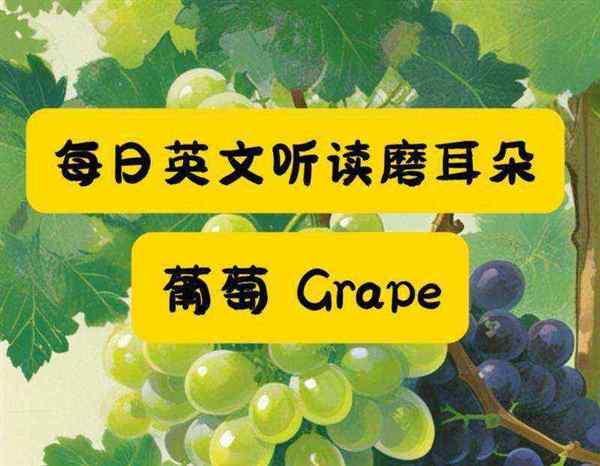 葡萄的英语怎么读 怎么说