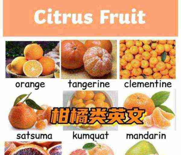 橙子的英文叫什么名字
