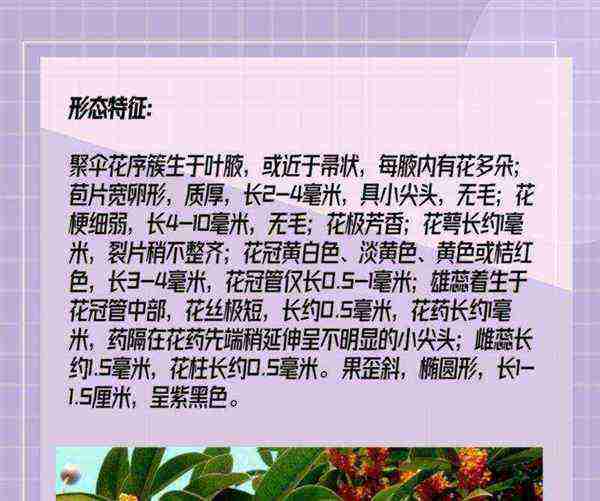 桂花的英文单词是什么