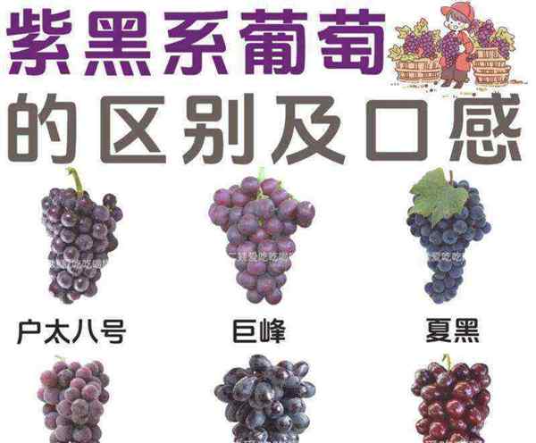 紫葡萄的英语是什么