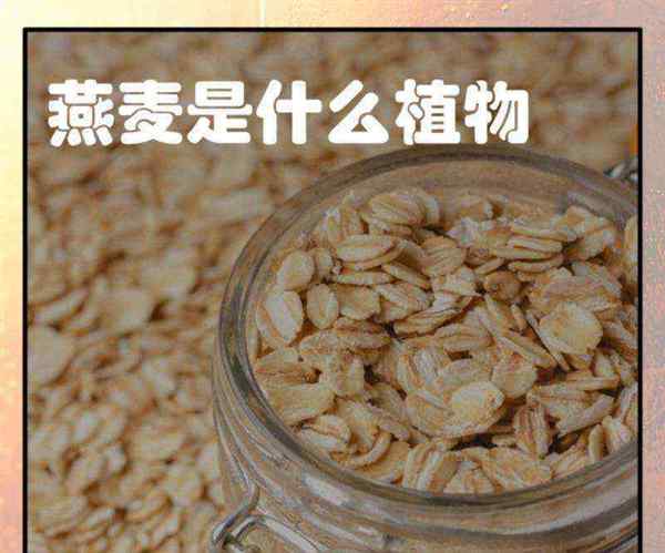 燕麦 英文