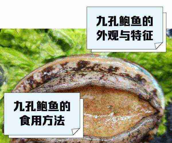 鲍鱼的英语怎么读音