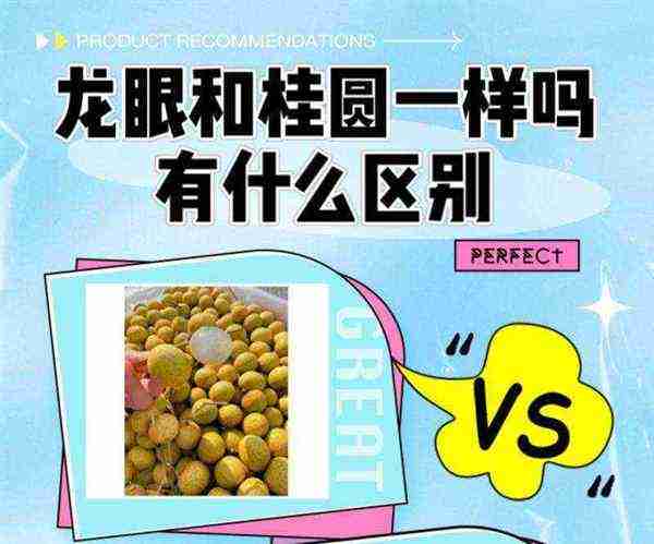 龙眼用英语怎么说读音