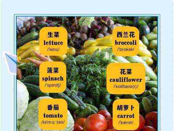 花菜英语怎么说Broccoli