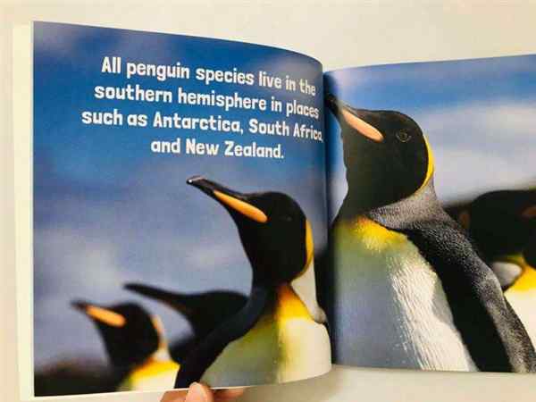 企鹅的英文怎么读penguin的简单介绍