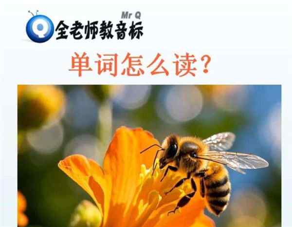 昆虫记用英文怎么说?